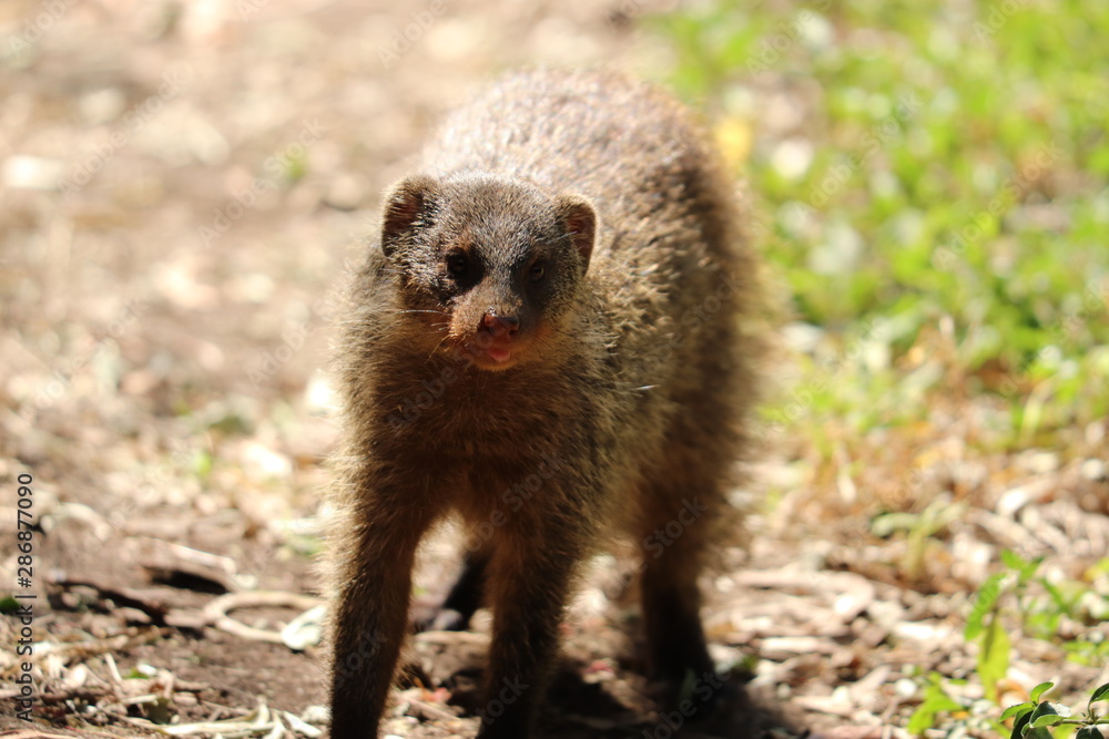 Fototapeta premium Banded mongoose closeup, Masai Mara National park, Kenya.