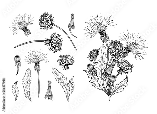 Flowering dandelion freehand vector illustrations set. Spring honey plant, hand drawn wildflower twigs. Summer flower, Taraxacum leaves, buds monochrome engraving. Postcard, poster design element