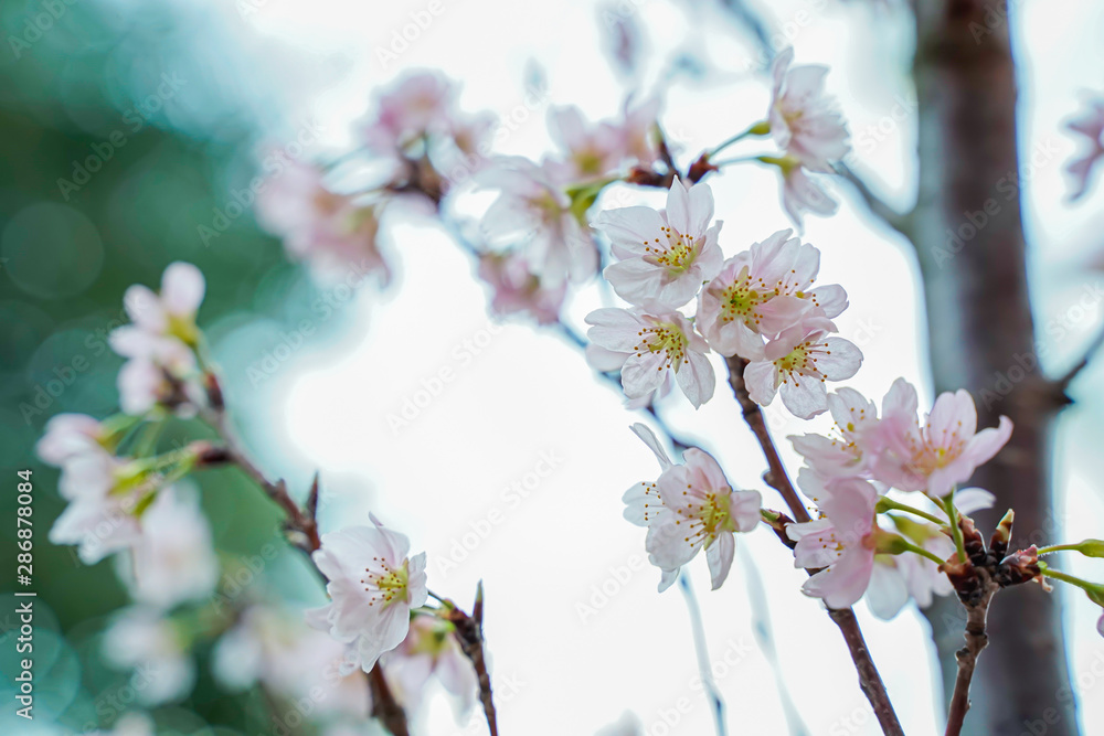 Amazing cherry blossoms in Asia. Beautiful flower domes. Sakura, beautiful tree in Singapore. Amazing cherry blossoms in Asia. Beautiful flower domes. Sakura, beautiful tree in Singapore.