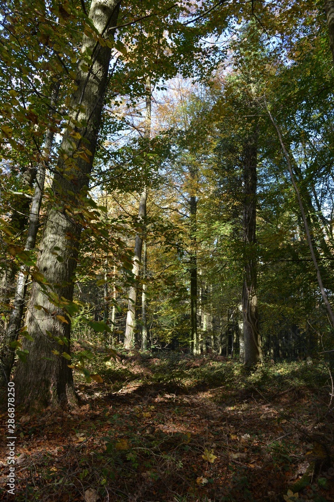 path in the forest