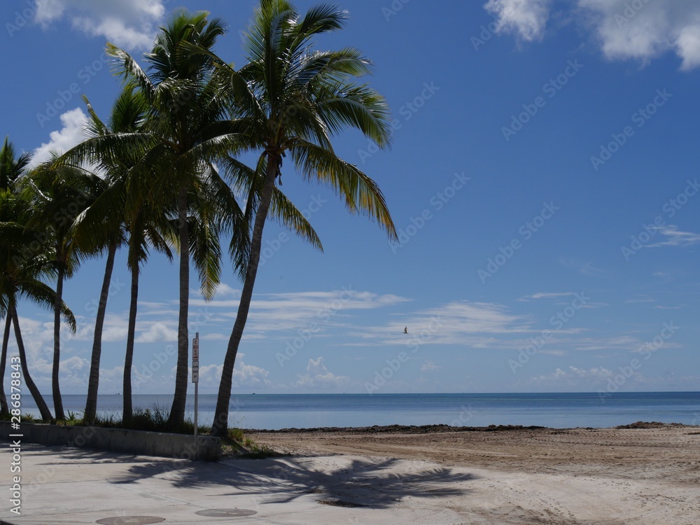 Beautiful beaches with coconut trees along S Roosevelt Boulevard, Key West, Florida.