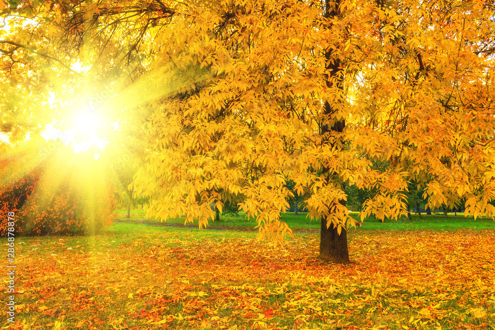 Beautiful autumn tree in the sunlight. Golden autumn