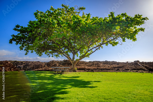 Lone tree and a picnic table in a park in Hawaii