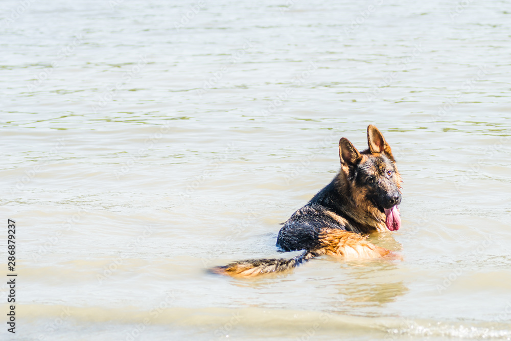 Portrait of a German Shepherd Portrait of a German Shepherd