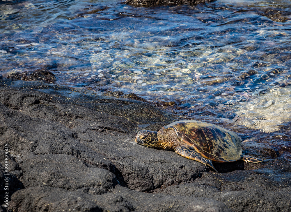 Obraz premium One giant sea turtle rests next to clear clean water on the big island of Hawaii
