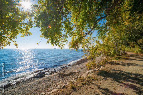 Fototapeta Naklejka Na Ścianę i Meble -  Die Sonne scheint durch Laub am Meer im Herbst - Insel Rügen