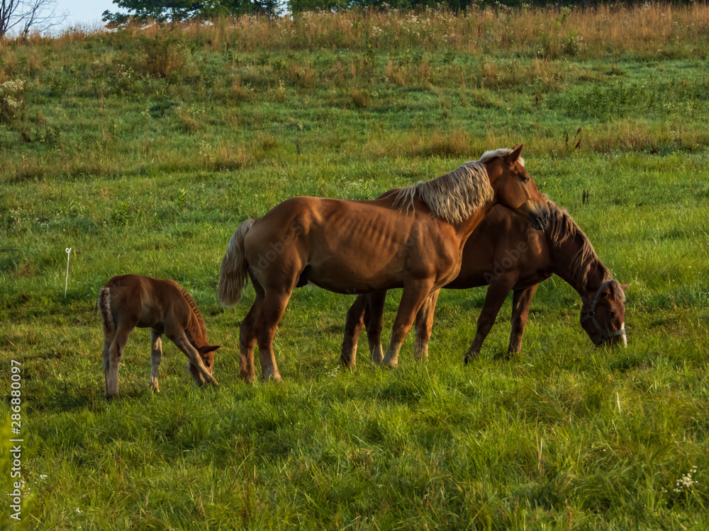 Fototapeta premium Amish Work Horses