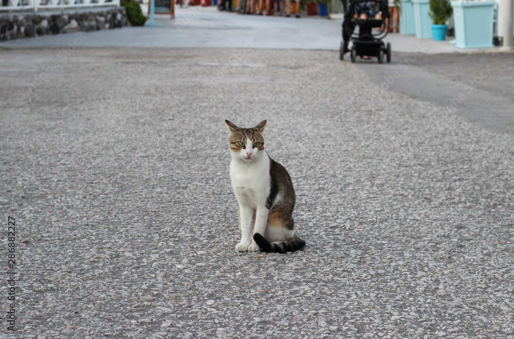 Straßenkatze Santorin