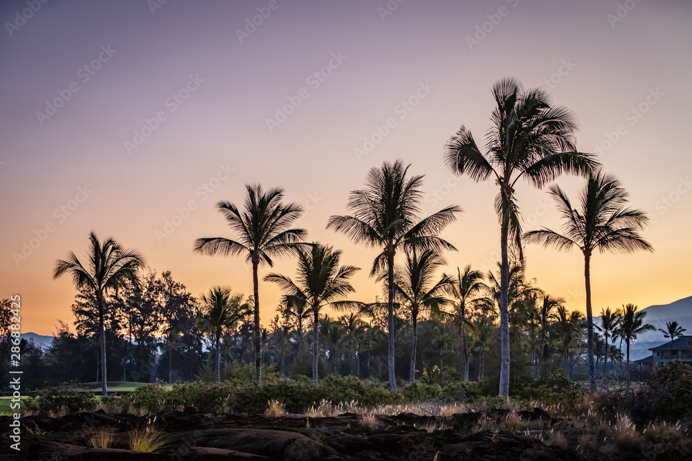 Palm trees silhouette next to a golf course and lava rocks during a clear morning sunrise