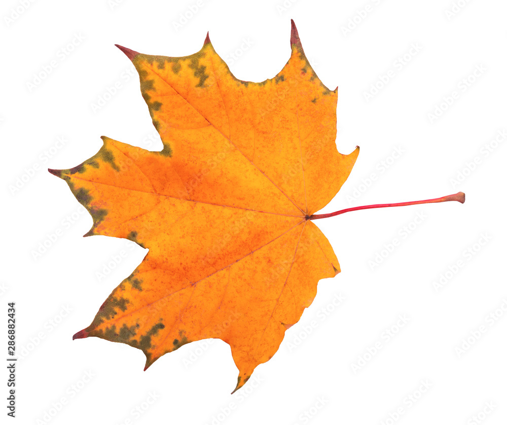 Obraz premium Autumn maple leaf isolated on white background. Save work path.