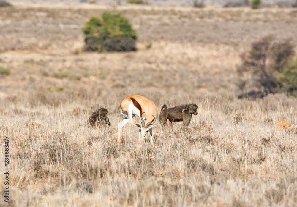 Fototapeta premium Springboks And Baboons