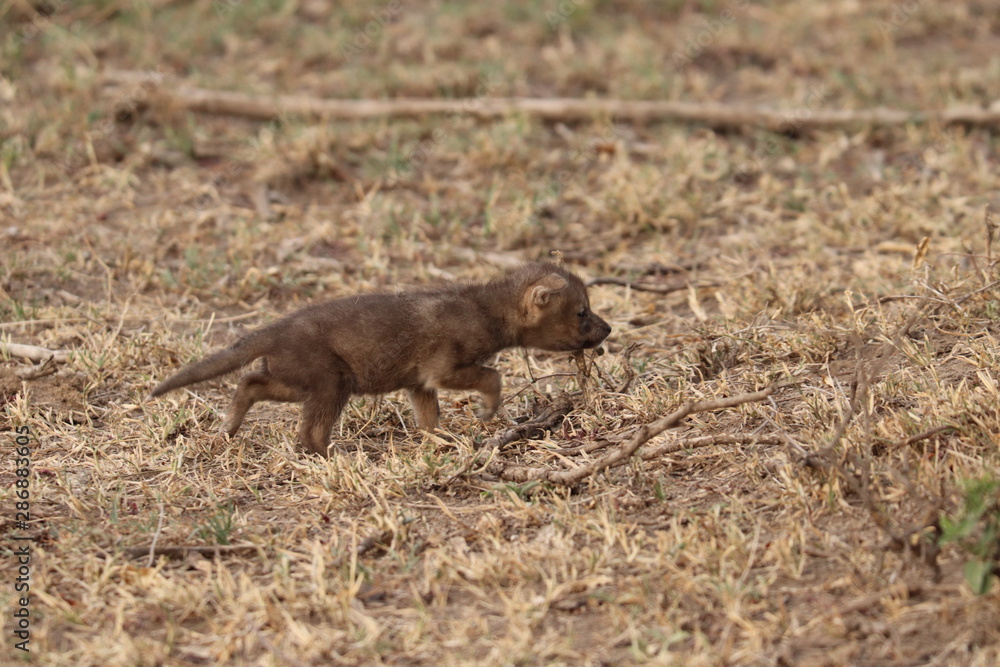 Black-backed jackal pup, Masai Mara National park, Kenya. Black-backed jackal pup, Masai Mara National park, Kenya.