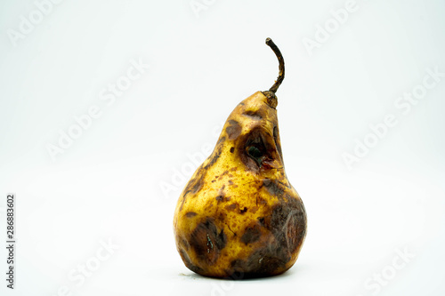 Rotten decay pear isolated on white background. Unhealthy food for people.