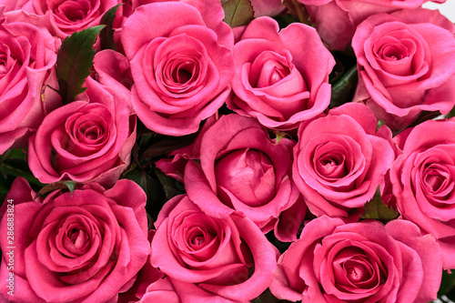 Pink Roses Bunch. Close Up.Abstract Background
