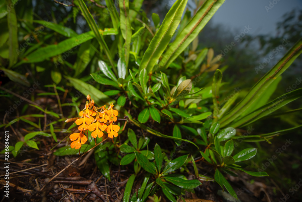 Orange Habenaria militaris flower bouquet, a endemic species, at Phuhinrongkla, Pitsanulok, Thailand Orange Habenaria militaris flower bouquet, a endemic species, at Phuhinrongkla, Pitsanulok, Thailand