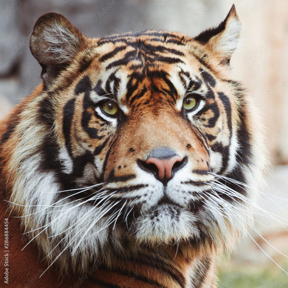 Naklejka premium Tiger