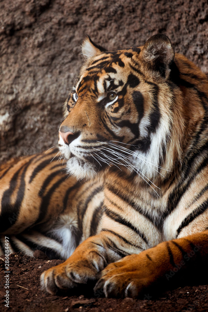 Fototapeta premium Tiger