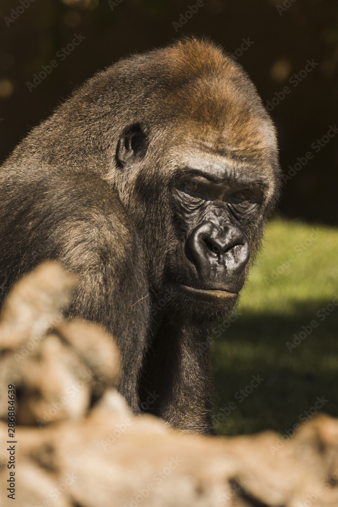 Obraz premium Gorilla