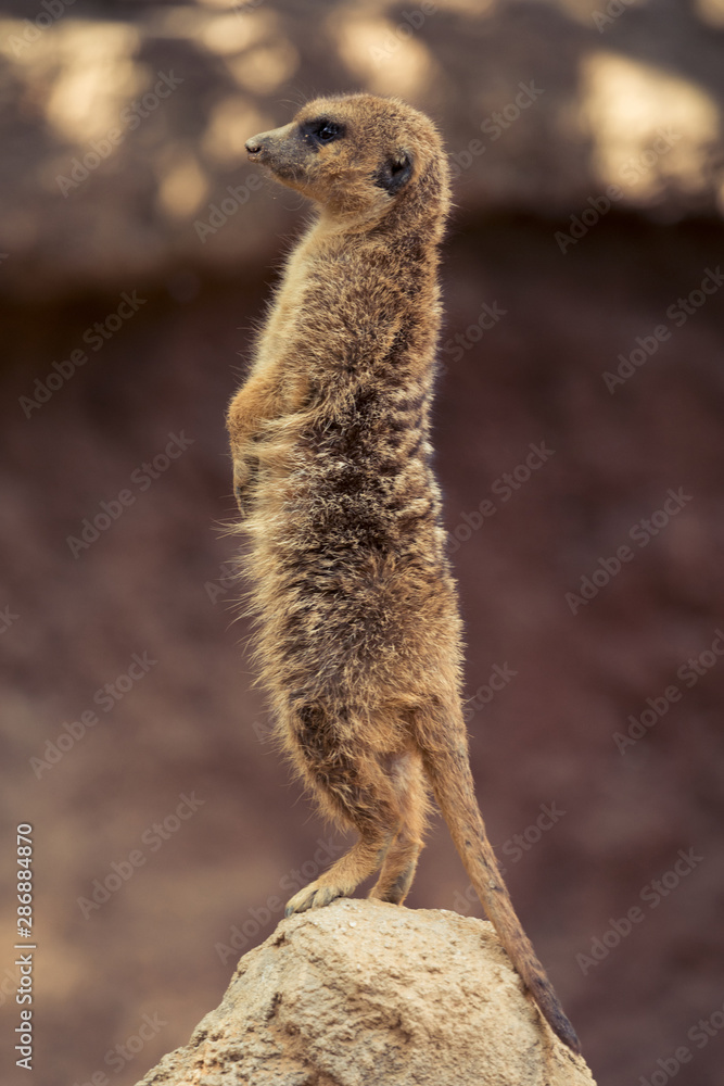 Fototapeta premium Meerkat