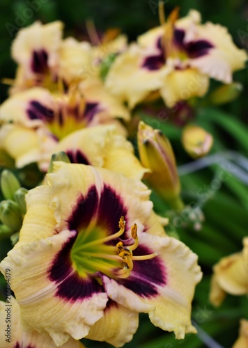 yellow flowers in the garden