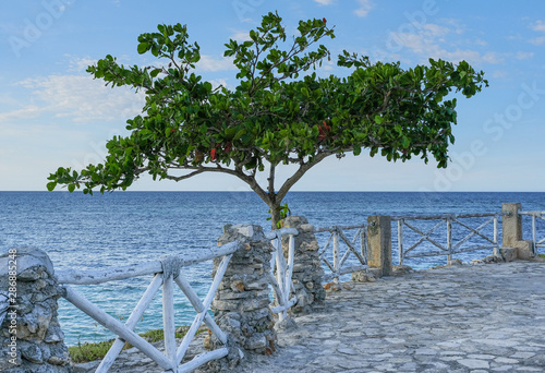 Beautiful tree on a background of the sea