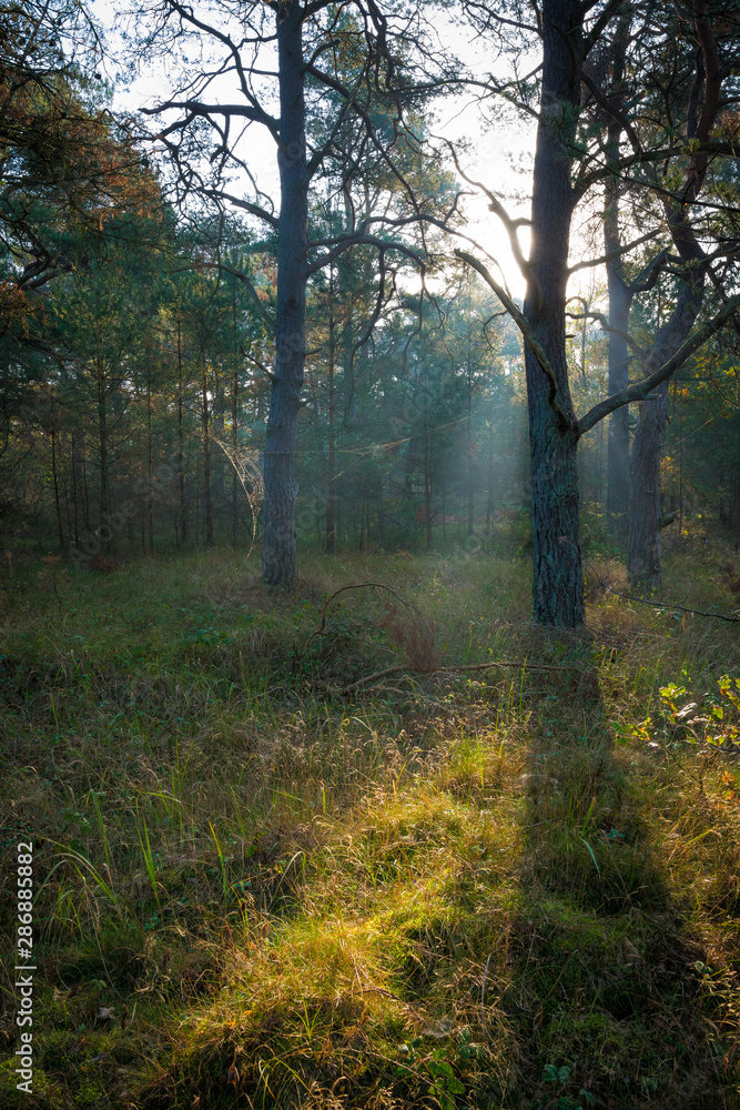 Sonne scheint in den Wald mit Nebel im Herbst
