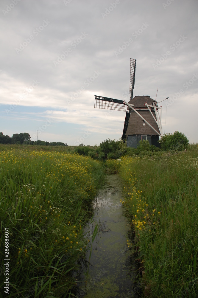 Dutch windmill in a green field in summer.