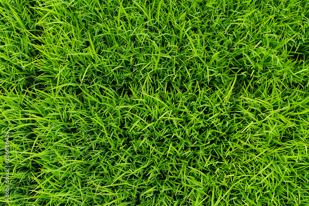 Green lawn grass natural with background. Green lawn grass natural with background.
