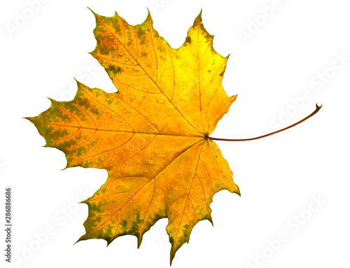 Full size photo of leaf isolated on white background. Save work path.