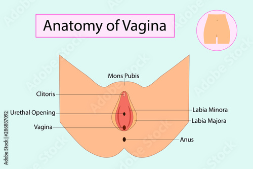 Anatomy of Vagina, medical vector illuatration isolated