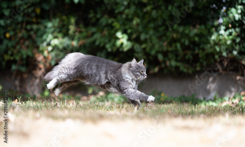 side view of a young blue tabby maine coon cat with white paws running on dry grass outdoors in the garden on a hot and sunny summer day