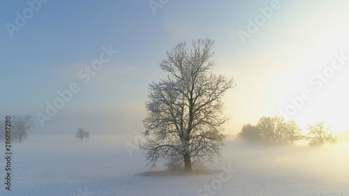 AERIAL: Golden sunbeams shining through icy tree on misty field in snowy winter