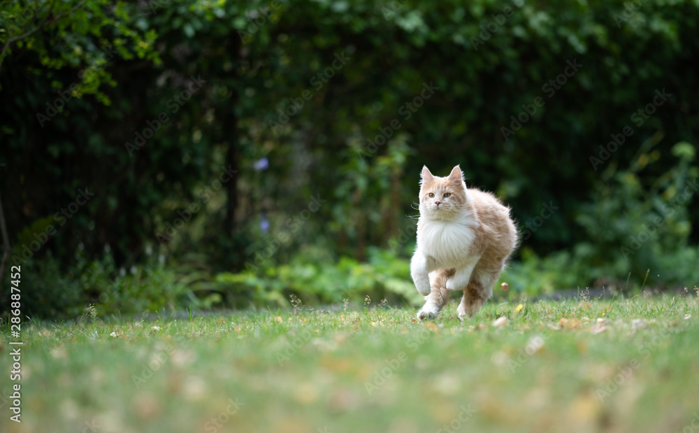 playful young cream tabby ginger maine coon cat running  on grass outdoors in the back yard on a windy day looking ahead