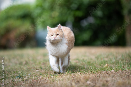 front view of a young cream tabby ginger maine coon cat running towards camera on grass outdoors on a windy day looking ahead
