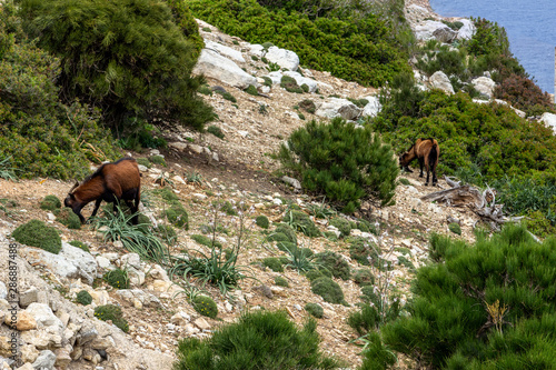 Grazing goats on a hill at Formentor on balearic island Mallorca, Spain. Stony hill with green bush.