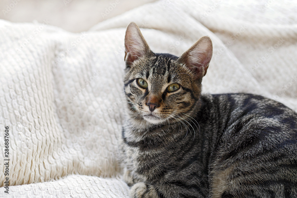 grey tabby cat sitting on white pillows and looking at camera with copy space grey tabby cat sitting on white pillows and looking at camera with copy space