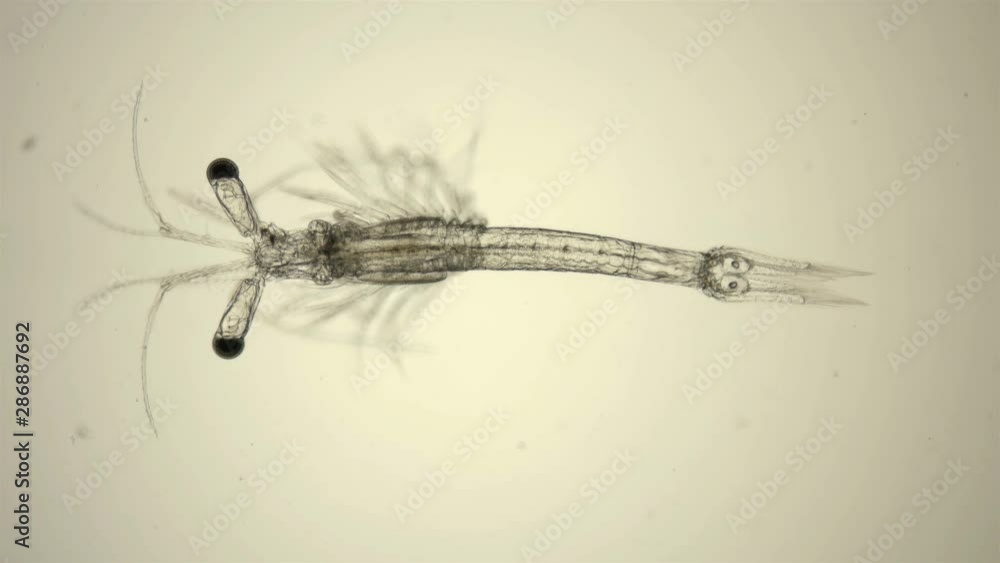 Black Sea plankton and zooplankton under a microscope, Mysid shrimp, looks very much like a shrimp, class Malacostraca, type Arthropoda, genus Mesopodopsis Black Sea plankton and zooplankton under a microscope, Mysid shrimp, looks very much like a shrimp, class Malacostraca, type Arthropoda, genus Mesopodopsis