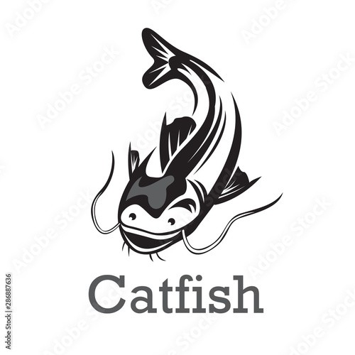 Swimming catfish up view logo design inspiration