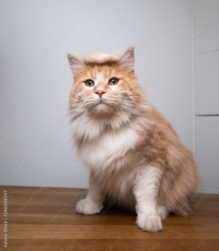 portrait of a young cream tabby ginger maine coon cat sitting on wooden table wearing a toupee made out of fur that looks a bit like donald trumps hair