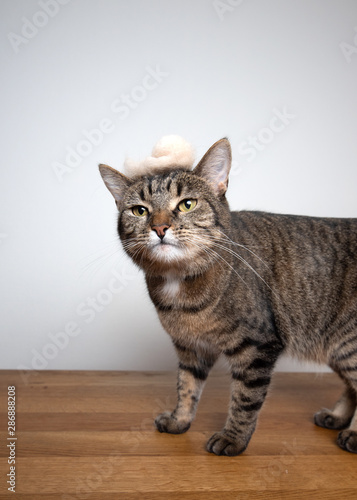 tabby cat standing on wooden table in front of white background wearing a toupee that looks a bit like donald trumps hair made out of another cat's fur looking ahead