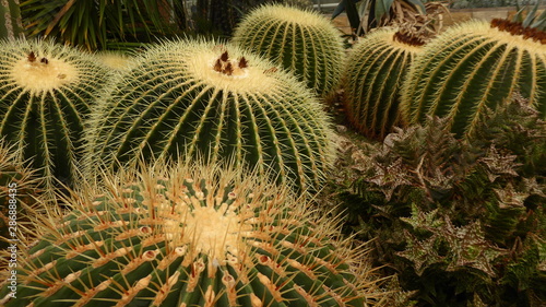 cactus in garden