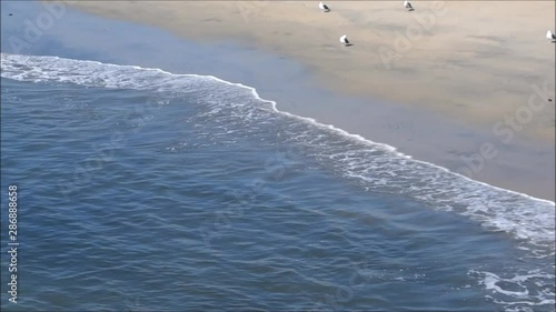 birds on beach sand as waves come ashore