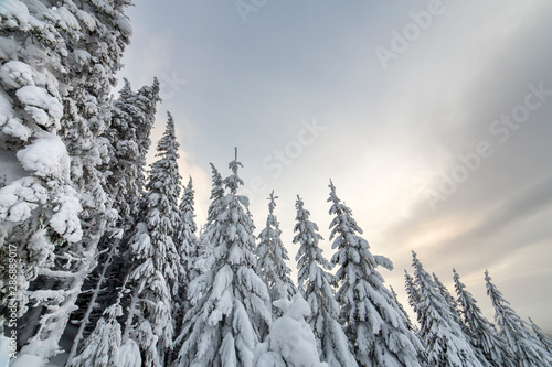 Beautiful winter mountain landscape. Tall spruce trees covered with snow in winter forest and cloudy sky background.