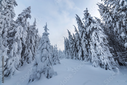 Beautiful winter mountain landscape. Tall spruce trees covered with snow in winter forest and cloudy sky background.