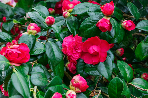 Photo Pink blooming camellia flowers and buds in France