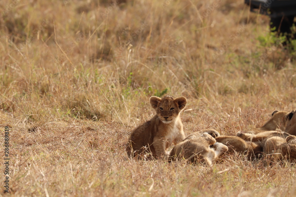 Obraz premium Lion cubs, Masai Mara National Park, Kenya.