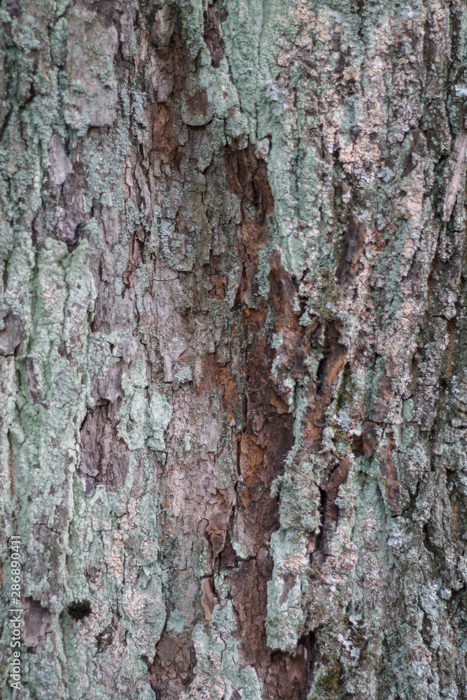 texture textured tree bark closeup texture textured tree bark closeup