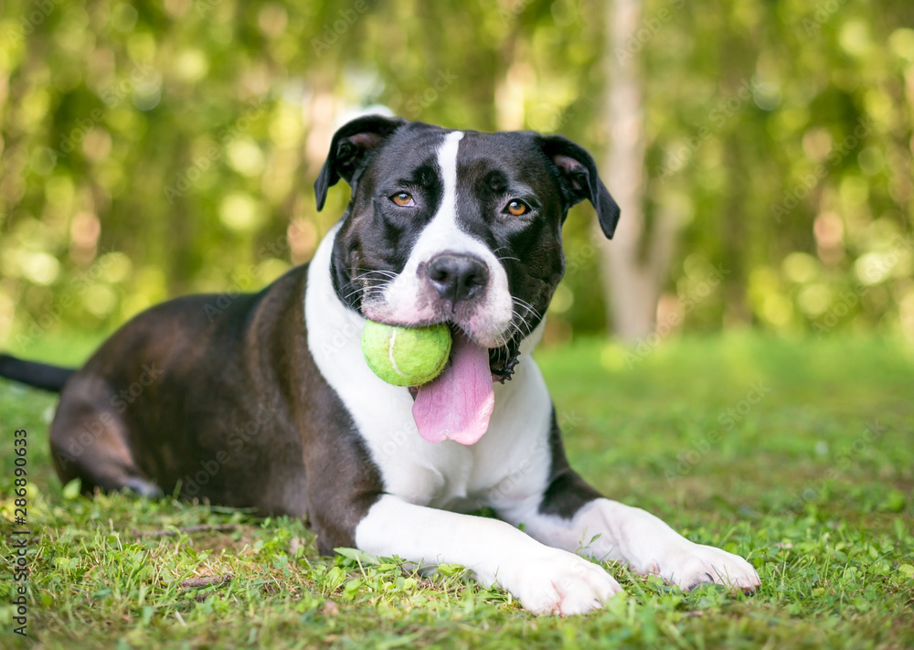 A black and white Pit Bull Terrier mixed breed dog holding a ball in its mouth and relaxing in the grass
