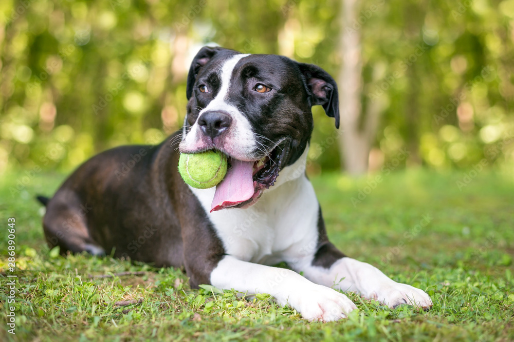 A black and white Pit Bull Terrier mixed breed dog holding a ball in its mouth and relaxing in the grass