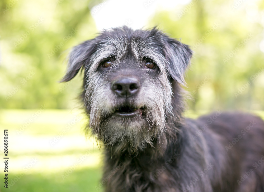 A scruffy Irish Wolfhound / Retriever mixed breed dog standing outdoors
